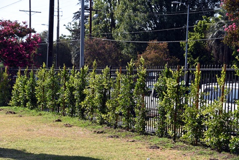 Imam Bukhari Masjid, North Hills, CA, United States, 2016-9-5, 