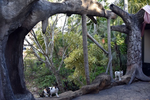 Masjid-e-Khaleel, Davie, FL, United States, 2019-3-25, 